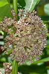 Common milkweed